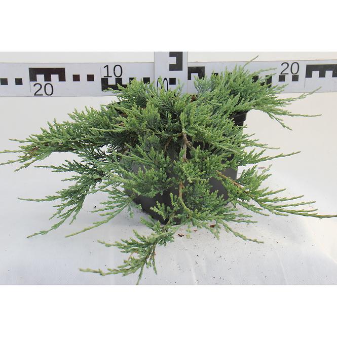 Juniperus Horizontalis Wiltonii C3