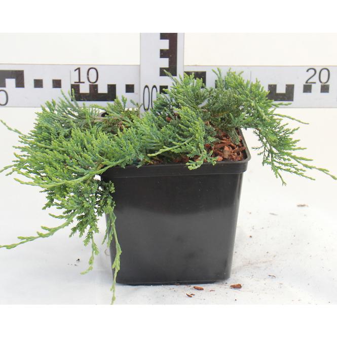 Juniperus Horizontalis Wiltonii C3