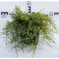 Juniperus Pfitzeriana (X) Old Gold C3