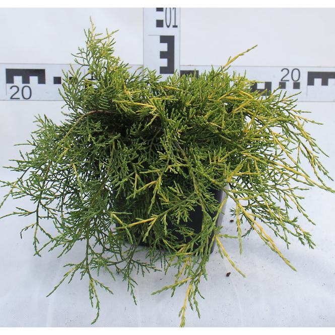 Juniperus Pfitzeriana (X) Old Gold C3