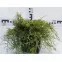 Juniperus Pfitzeriana (X) Old Gold C3,2