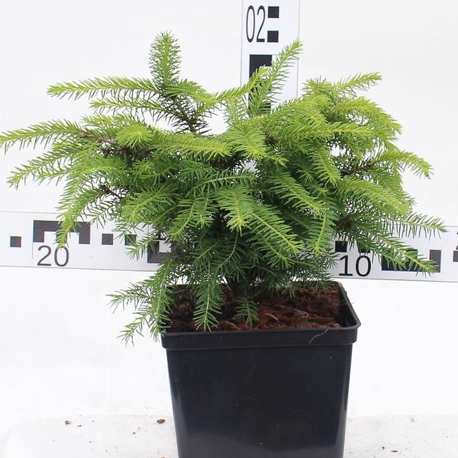 Świerk Pospolity Picea Abies Nidiformis C3
