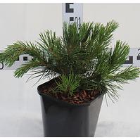 Sosna Górska  Pinus Mugo Var.Pumilio C2