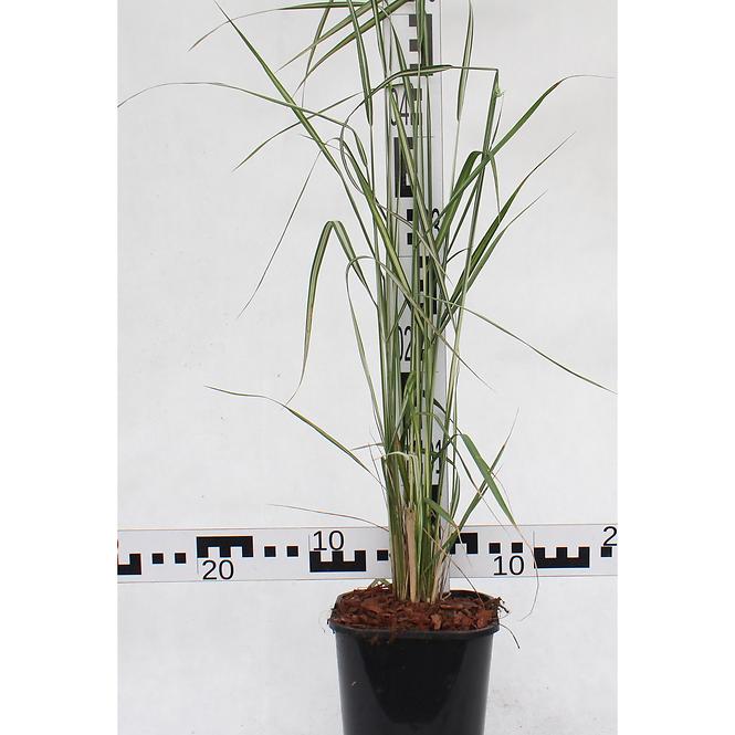 Trawy Trzcinnik Calamagrostis  C2