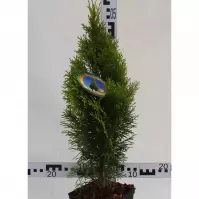 Thuja Occidentalis Golden Smaragd C3