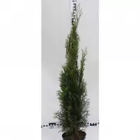 Thuja Occidentalis Smaragd C3