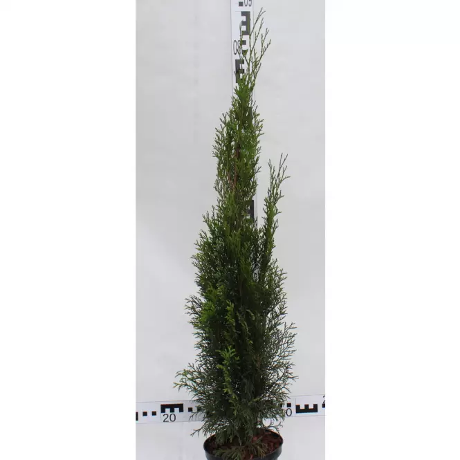Thuja Occidentalis Smaragd C3