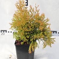 Thuja Occidentalis Rheingold