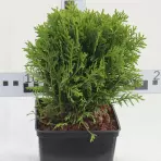 Thuja Occidentalis Danica C3 15-25