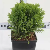 Thuja Occidentalis Danica C3 15-25
