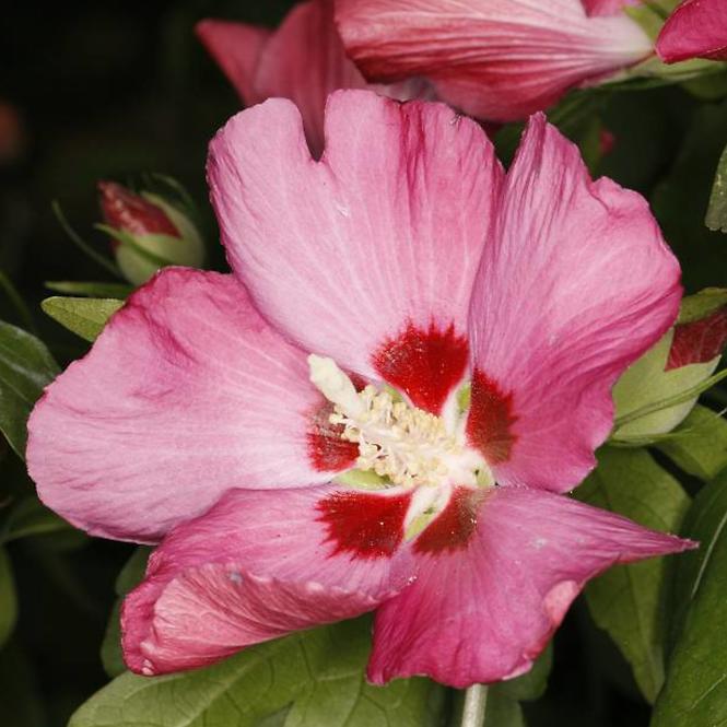 Hibiskus C2