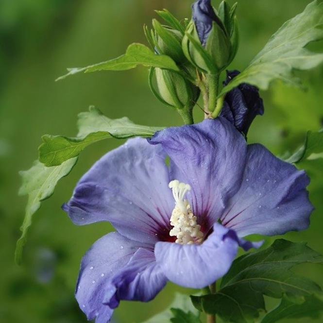 Hibiskus C2