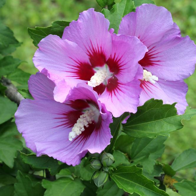 Hibiskus C2