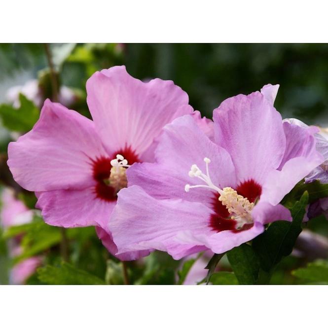 Hibiskus C2