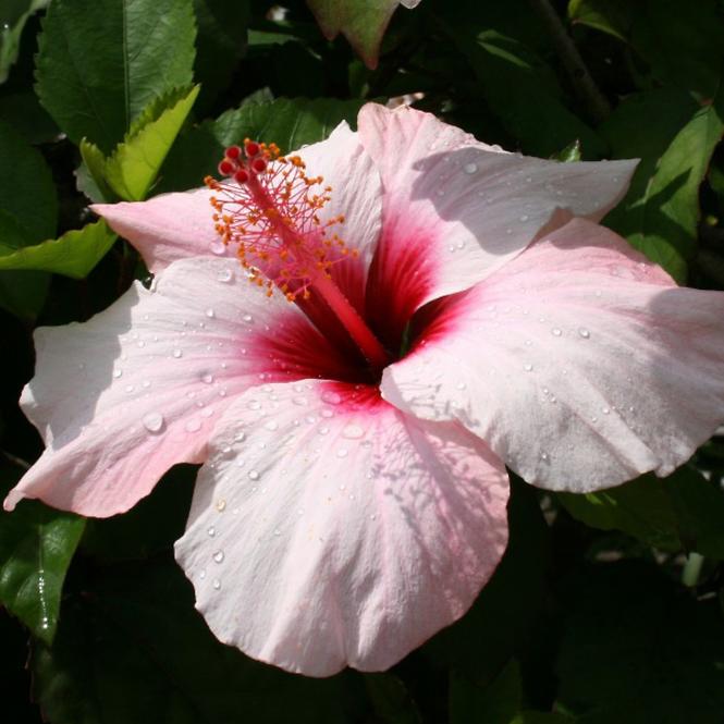 Hibiskus C2