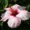 Hibiskus C2,8