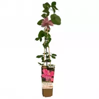 Clematis Mix Pełnokwiatowy  C1