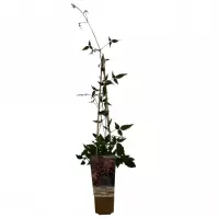 Clematis Mix Botaniczny C1