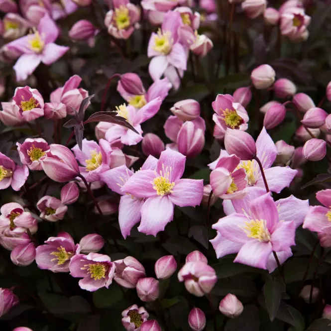 Clematis Mix Botaniczny C1