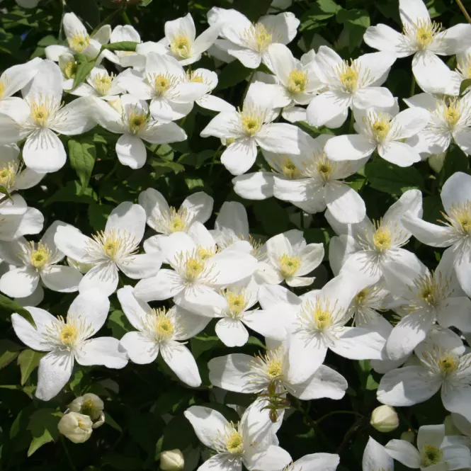 Clematis Mix Botaniczny C1