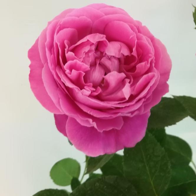 Róża Mix Wielkokwiatowa Pl