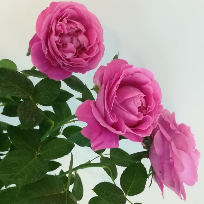 Róża Mix Wielkokwiatowa Pl