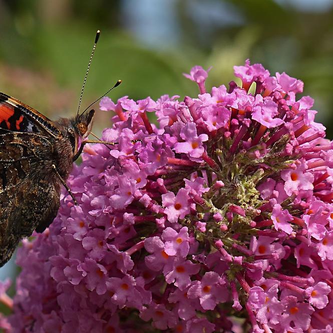 Buddleia C1