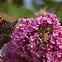 Buddleia C1,2