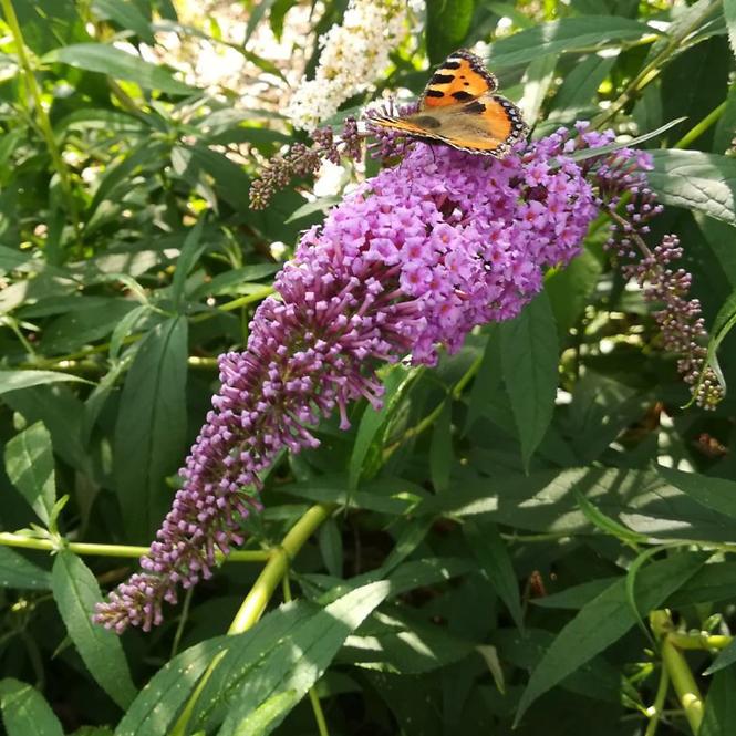 Buddleia C1