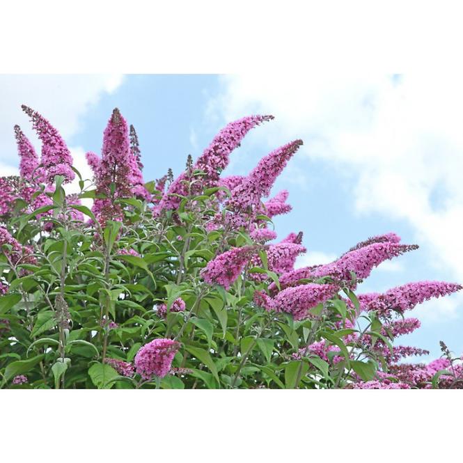 Buddleia C1