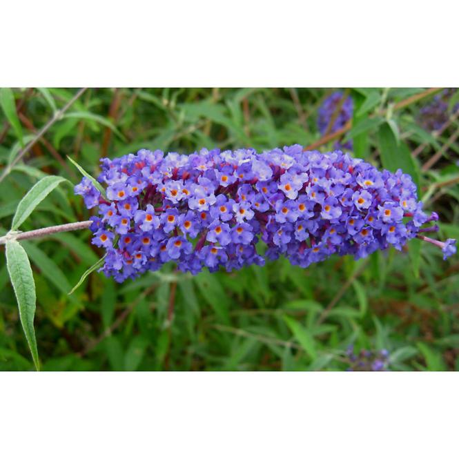 Buddleia C1