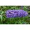 Buddleia C1,5