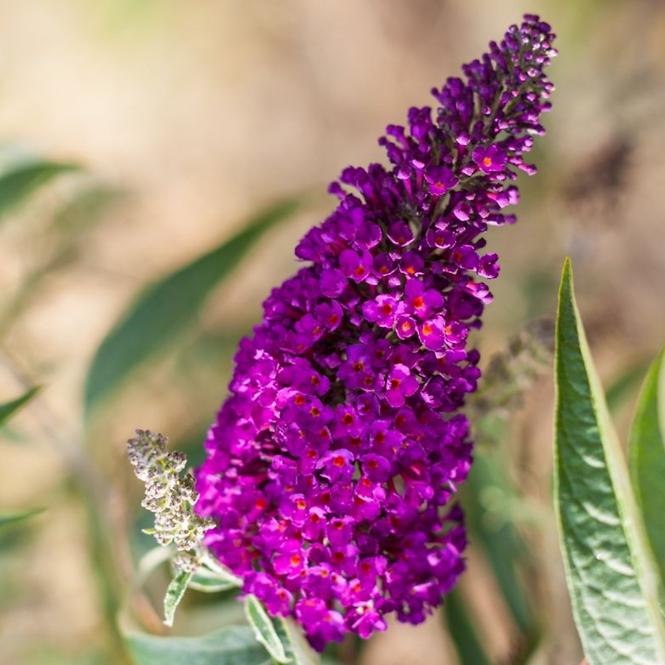 Buddleia C1