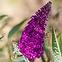 Buddleia C1,7