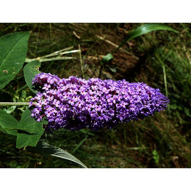 Buddleia C1