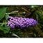 Buddleia C1,8