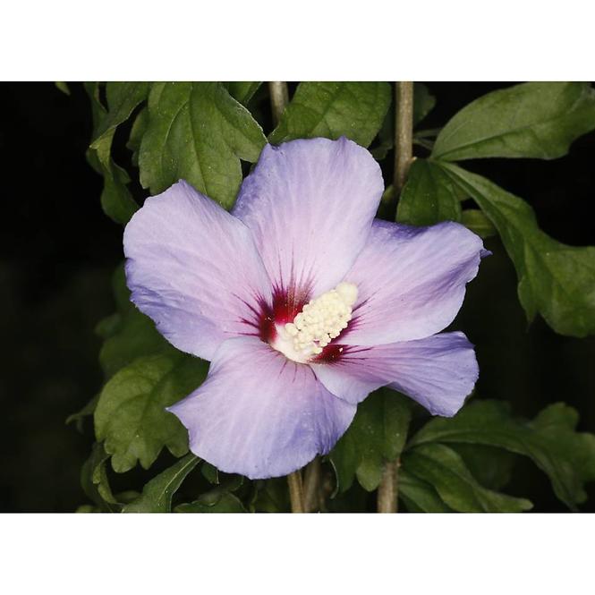 Hibiscus C1