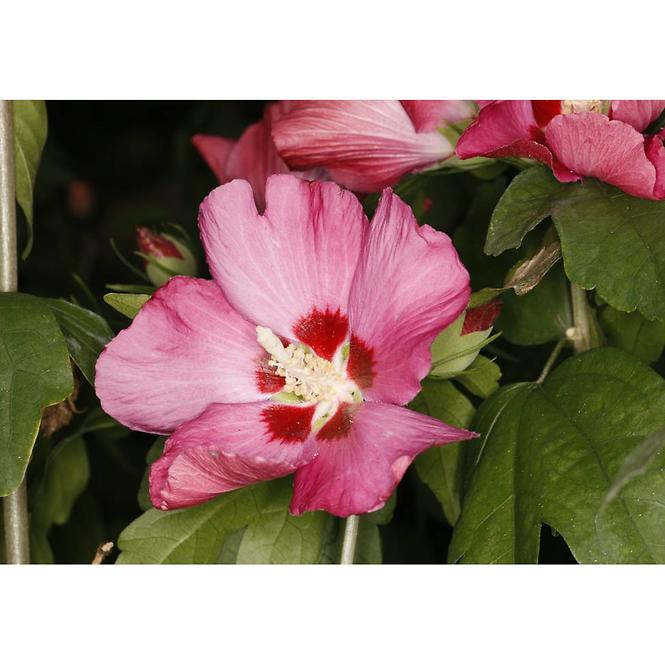 Hibiscus C1