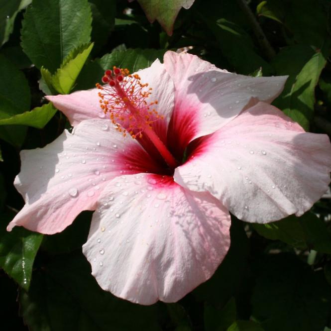 Hibiscus C1