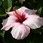 Hibiscus C1,7