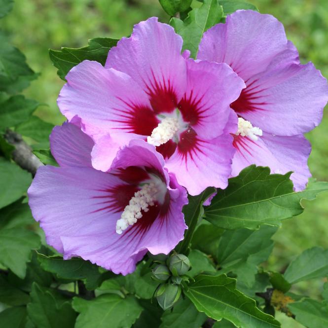 Hibiscus C1