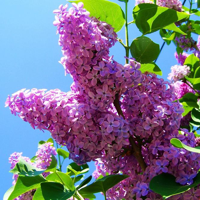 Syringa C1