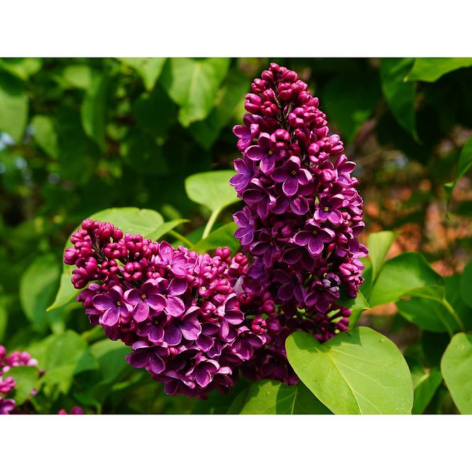 Syringa C1