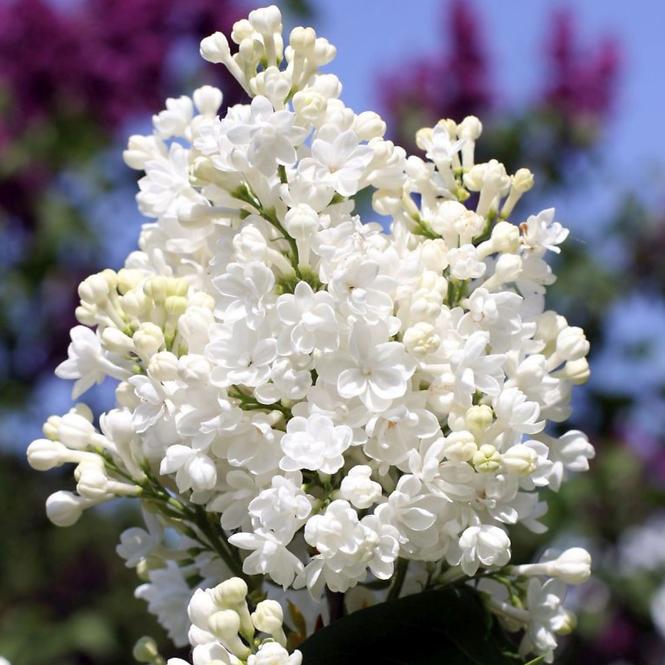 Syringa C1