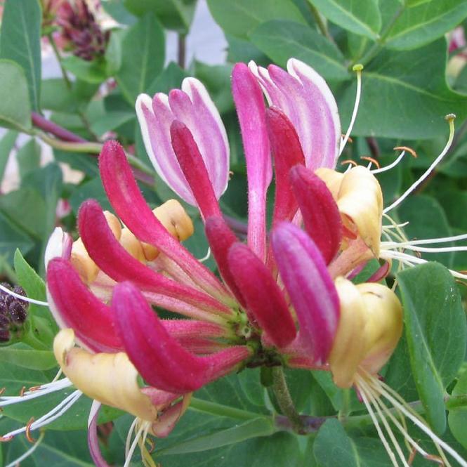 Lonicera C1