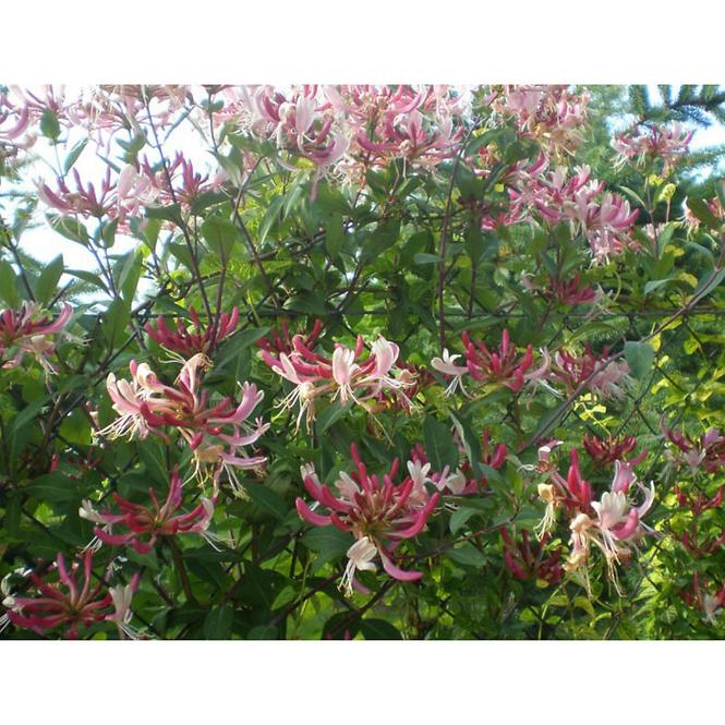 Lonicera C1