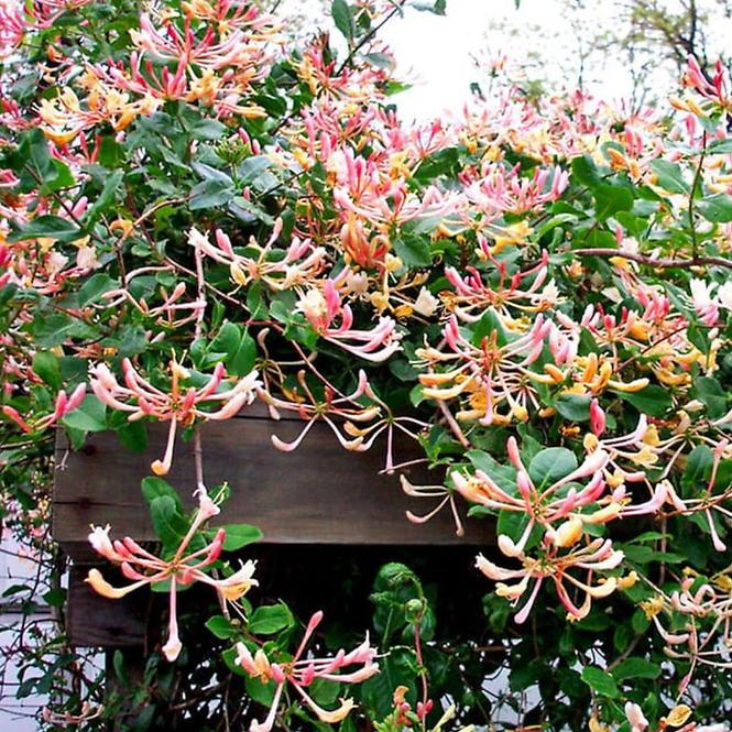 Lonicera C1