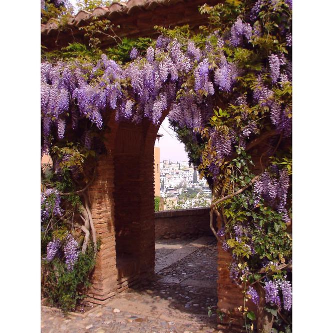 Wisteria Sinensis C2