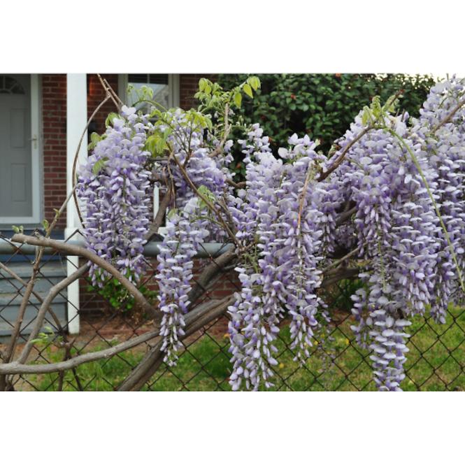 Wisteria C1