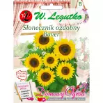 Słonecznik ozdobny karłowy pojedyńczy Baver